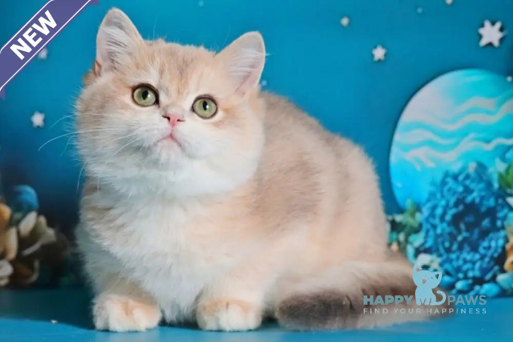 Paul British Shorthair male blue golden chinchilla live animals