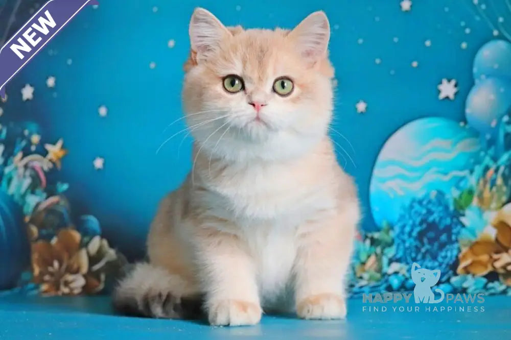 Paul British Shorthair male blue golden chinchilla live animals