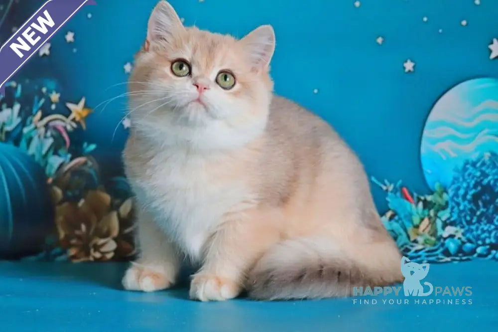 Paul British Shorthair male blue golden chinchilla live animals