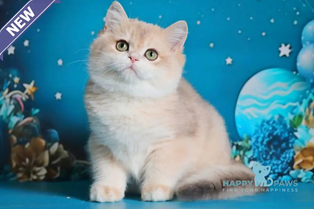Paul British Shorthair male blue golden chinchilla live animals