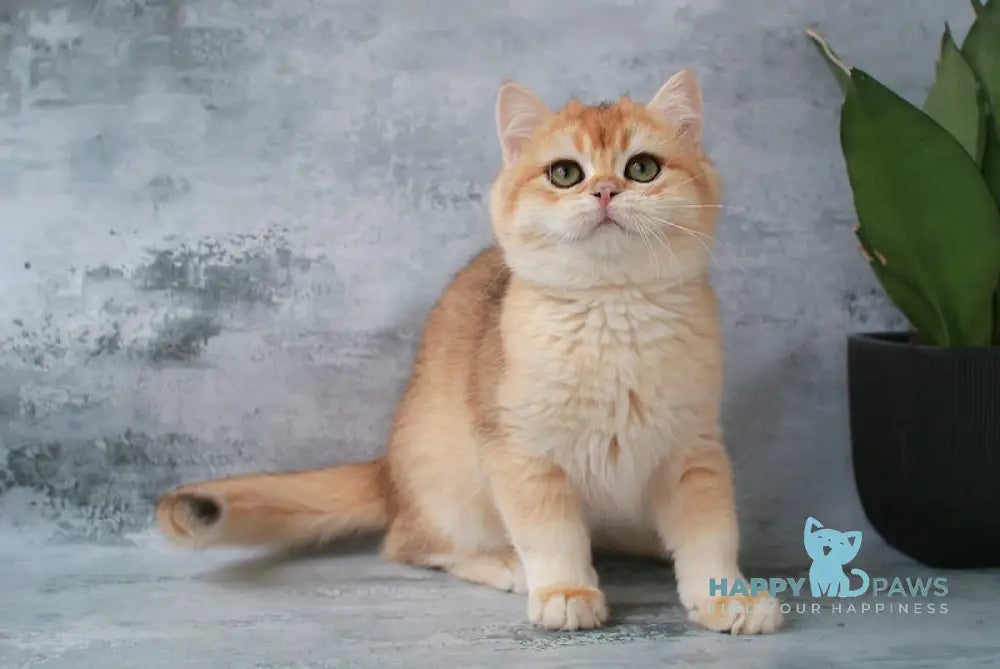 Paul British Shorthair male chocolate golden chinchilla live animals