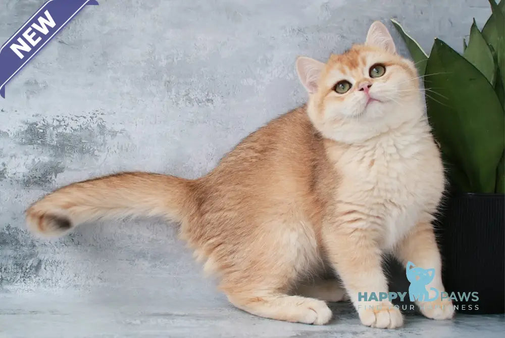 Paul British Shorthair male chocolate golden chinchilla live animals
