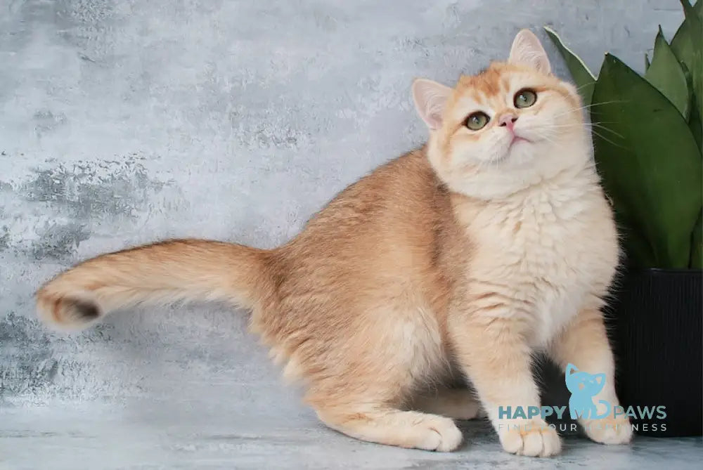 Paul British Shorthair male chocolate golden chinchilla live animals