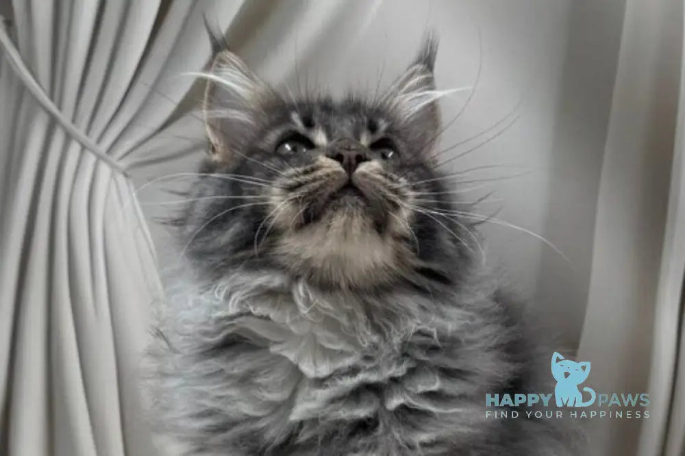 Paul Maine Coon male blue silver ticked tabby live animals