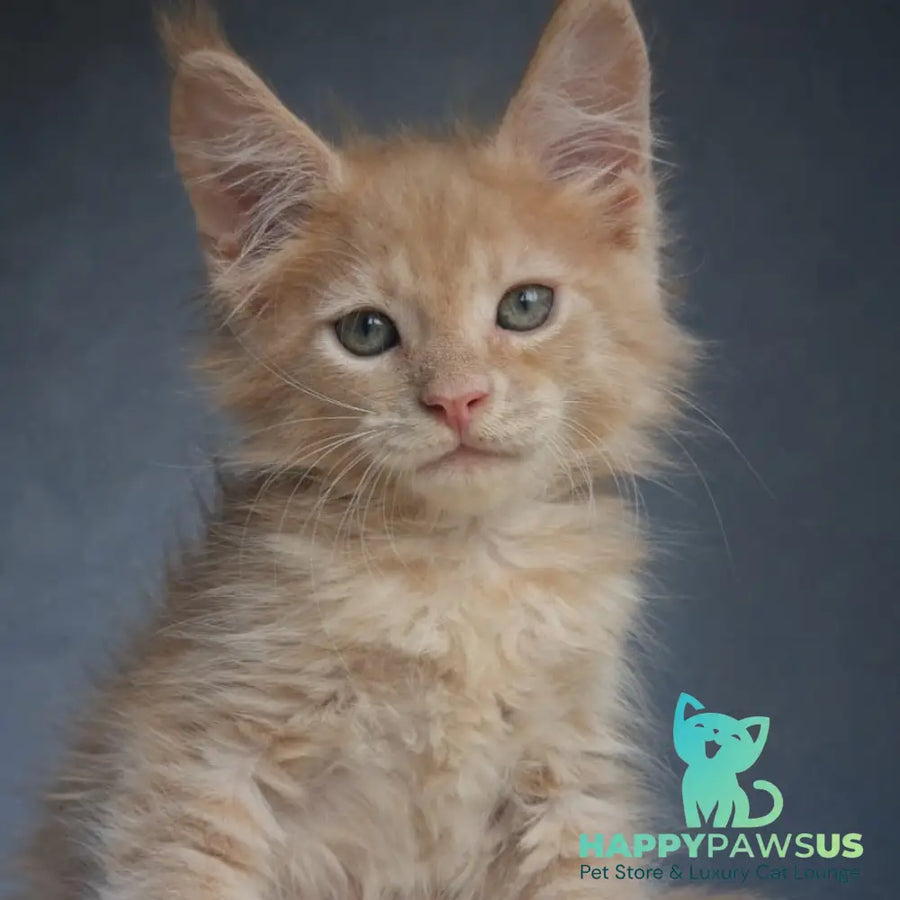 Paul Maine Coon male cream - live animals