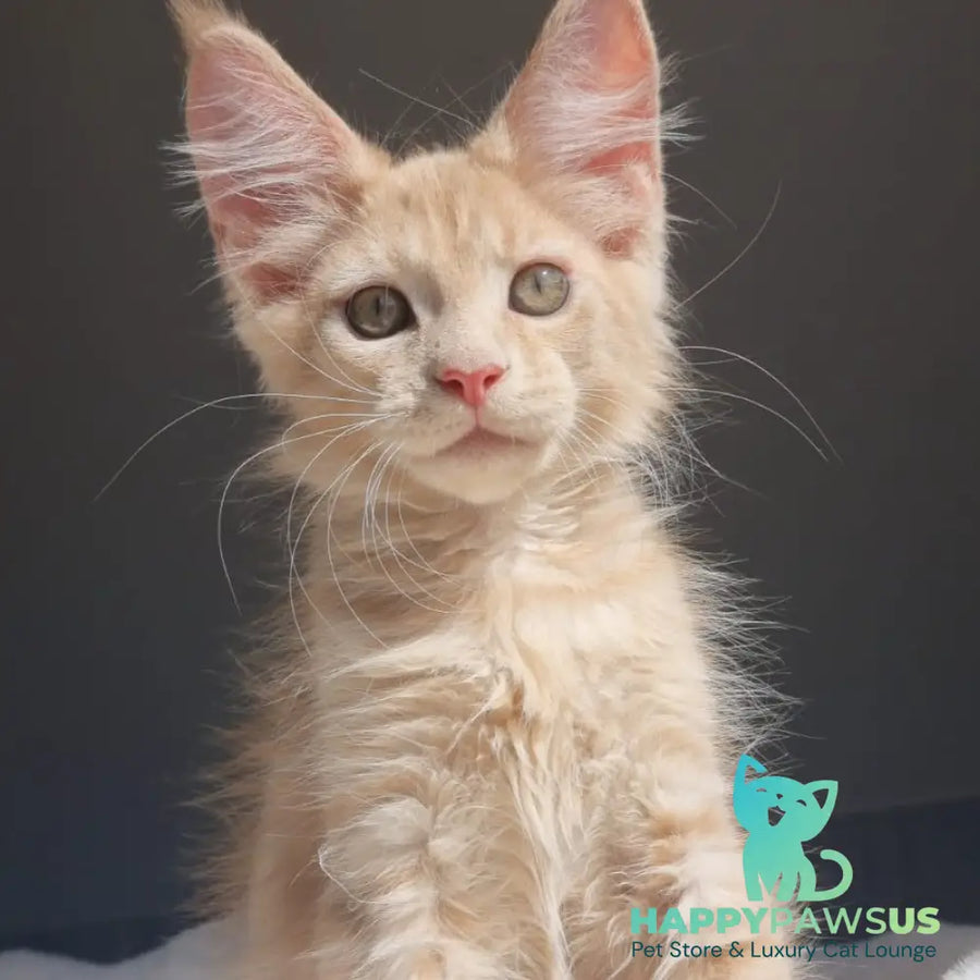 Paul Maine Coon male cream - live animals