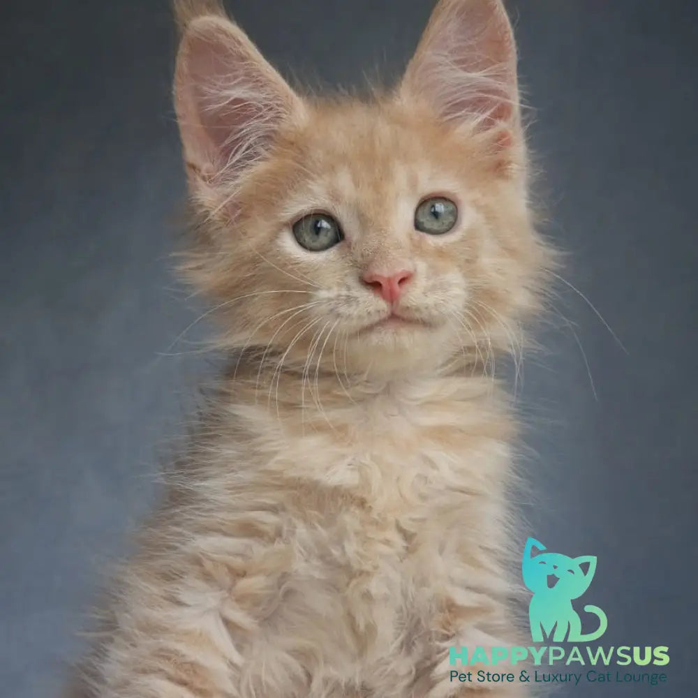 Paul Maine Coon male cream - live animals