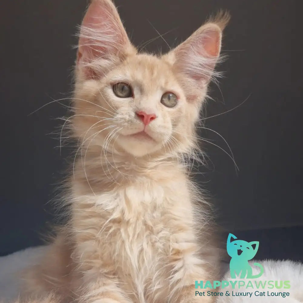 Paul Maine Coon male cream - live animals