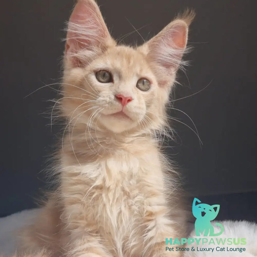 Paul Maine Coon male cream - live animals