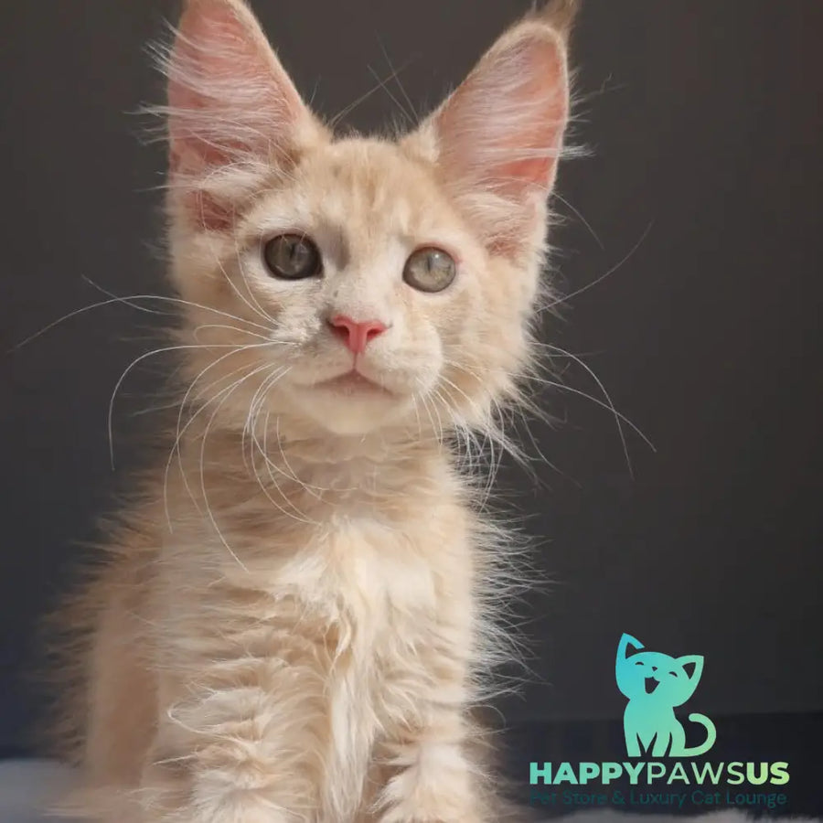Paul Maine Coon male cream - live animals