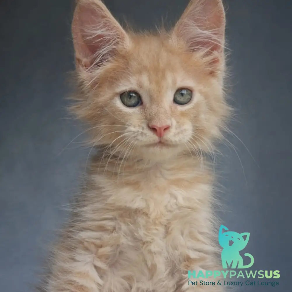 Paul Maine Coon male cream - live animals