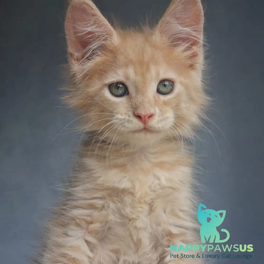 Paul Maine Coon male cream - live animals