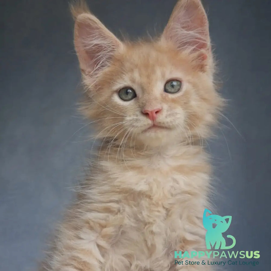 Paul Maine Coon male cream - live animals