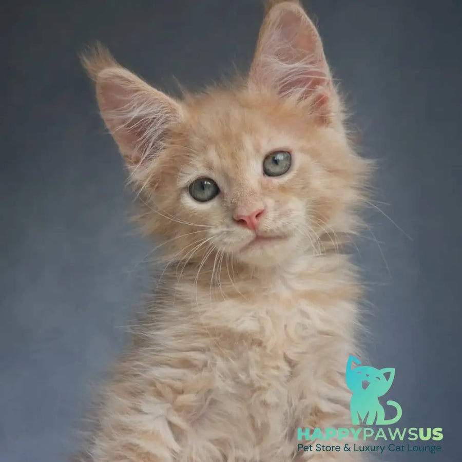 Paul Maine Coon male cream - live animals