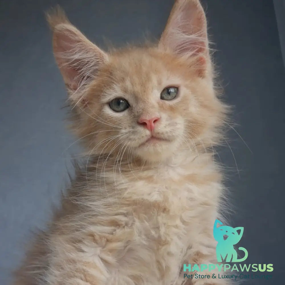 Paul Maine Coon male cream - live animals