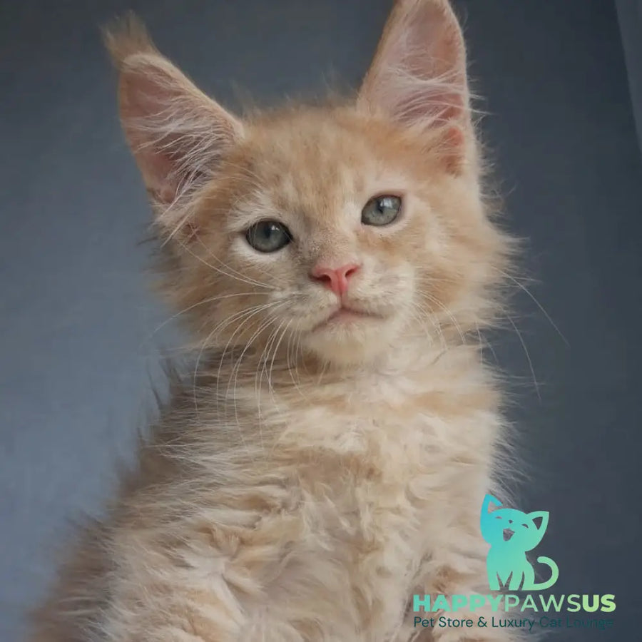 Paul Maine Coon male cream - live animals