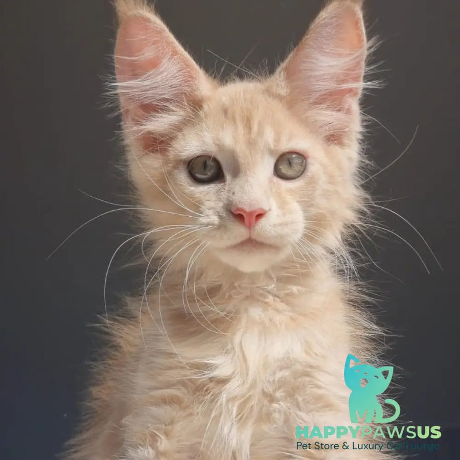 Paul Maine Coon male cream - live animals
