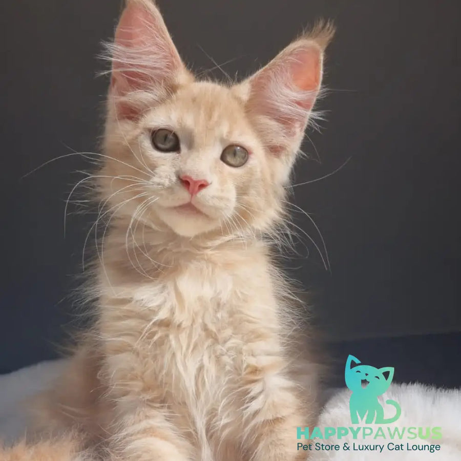 Paul Maine Coon male cream - live animals