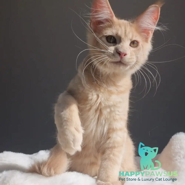 Paul Maine Coon male cream - live animals