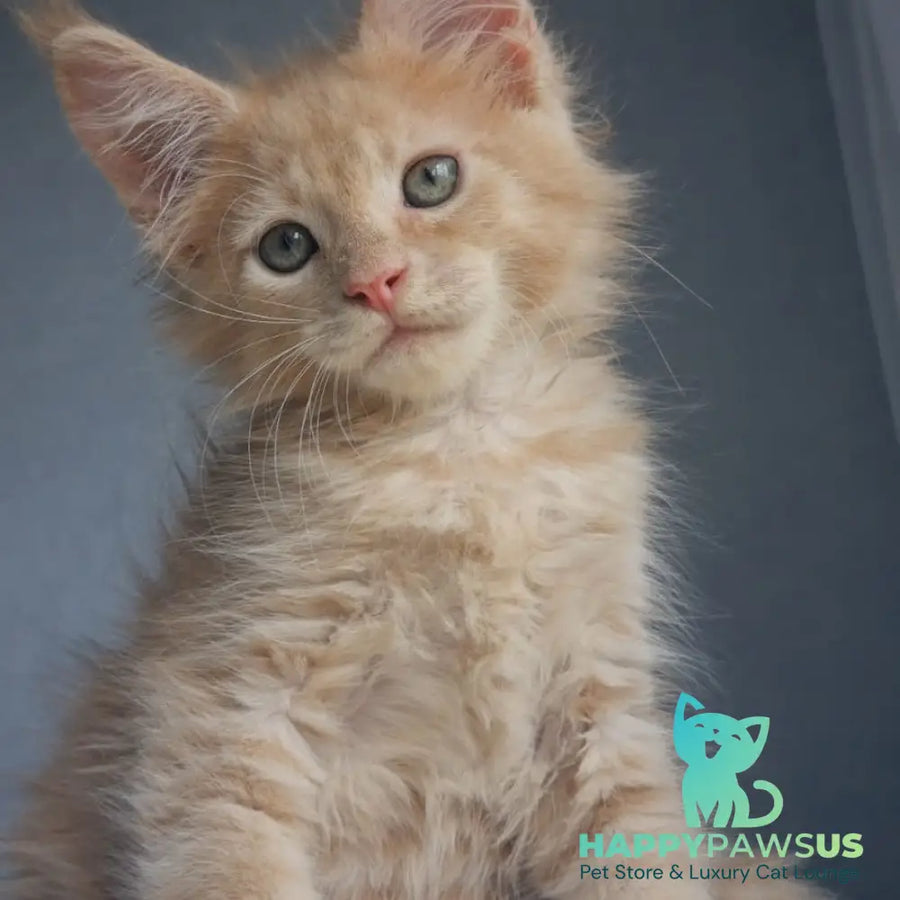 Paul Maine Coon male cream - live animals