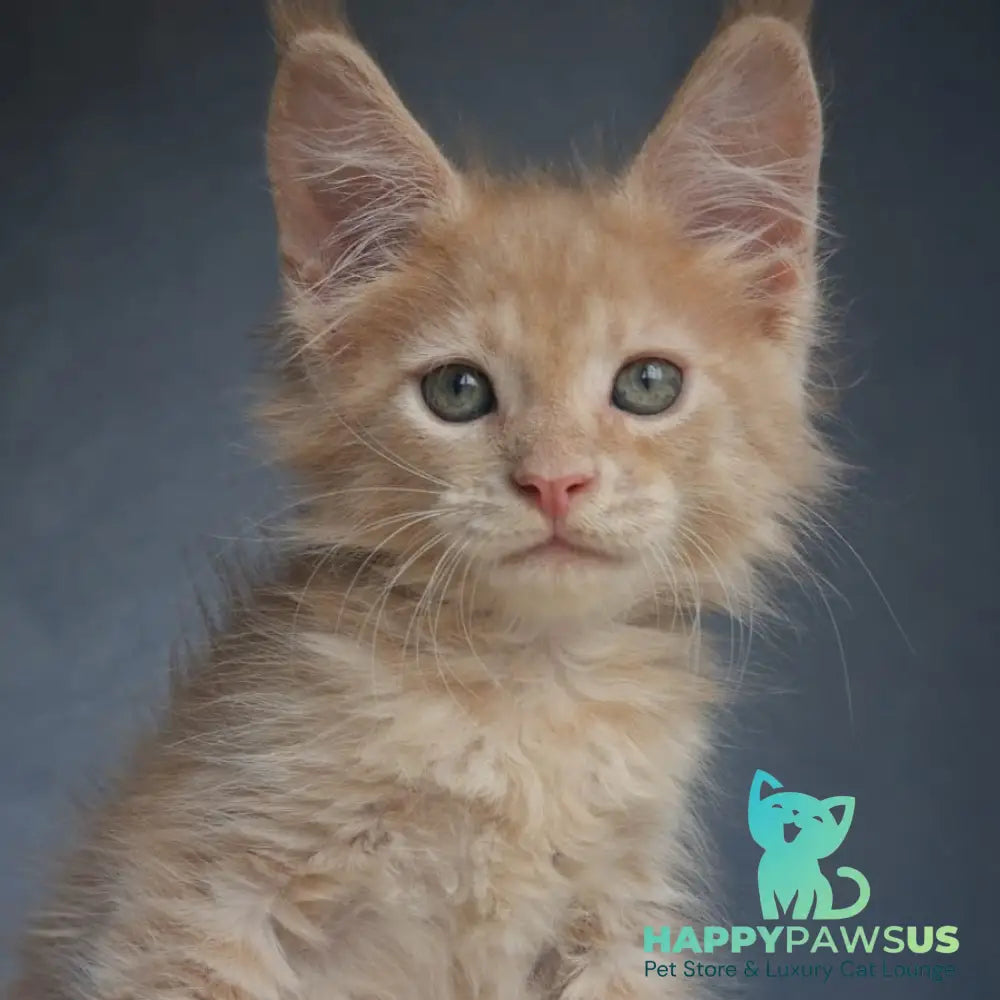 Paul Maine Coon male cream - live animals