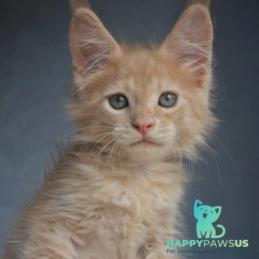 Paul Maine Coon male cream - live animals