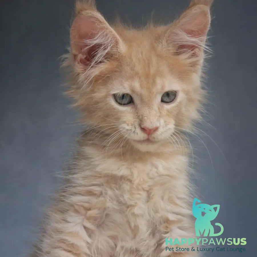 Paul Maine Coon male cream - live animals
