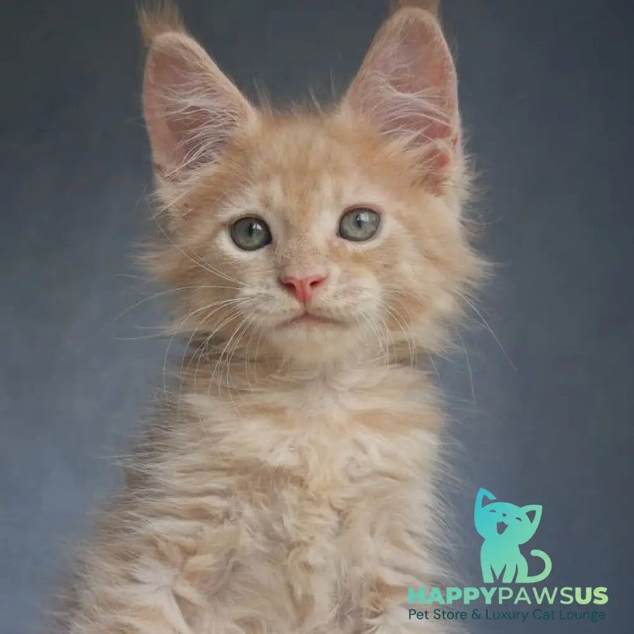 Paul Maine Coon male cream - live animals