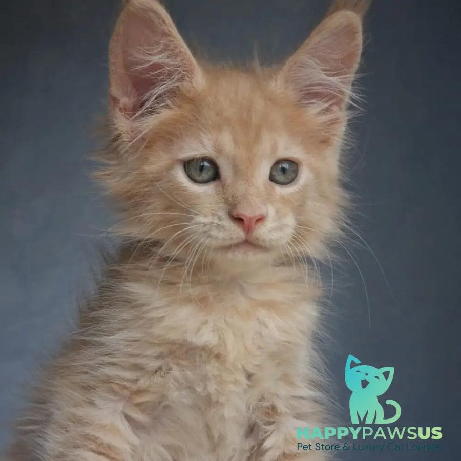 Paul Maine Coon male cream - live animals