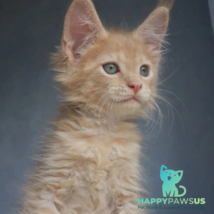 Paul Maine Coon male cream - live animals