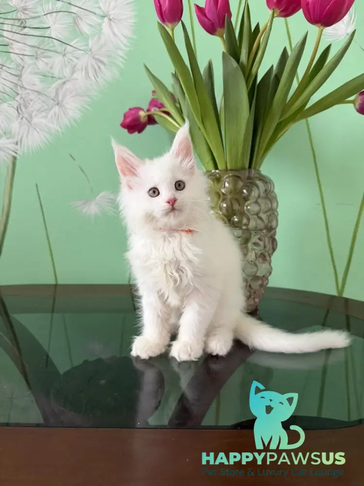 Paul Maine Coon male white live animals