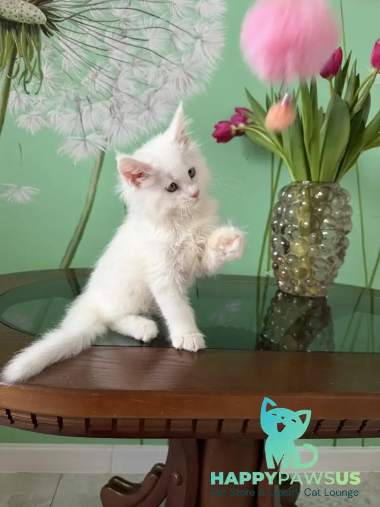 Paul Maine Coon male white live animals