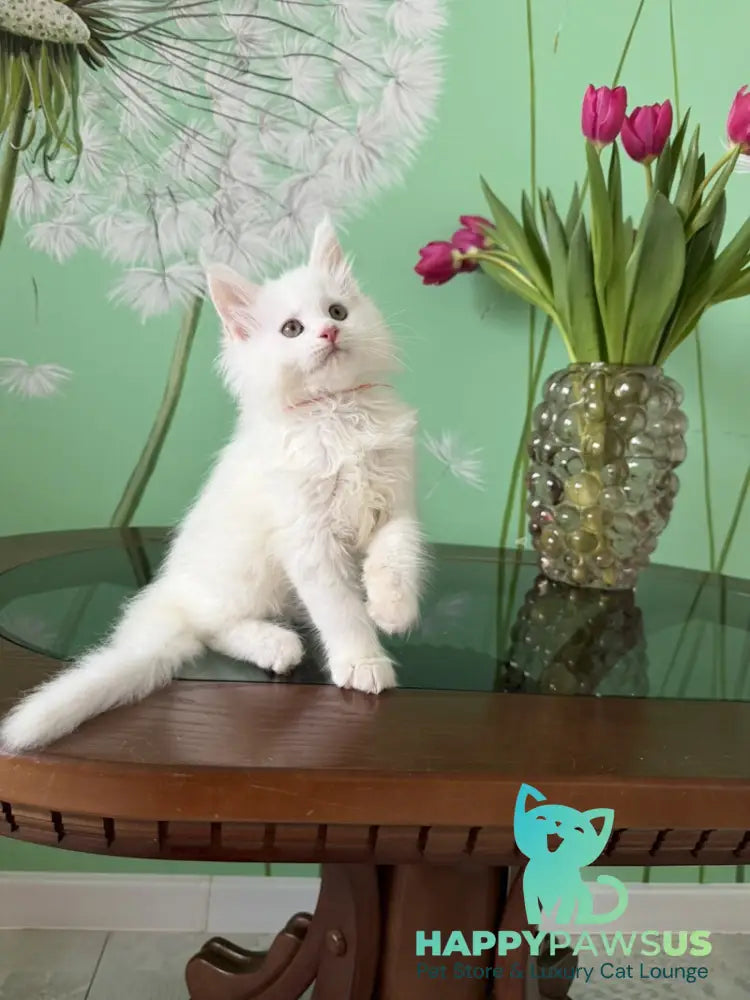 Paul Maine Coon male white live animals