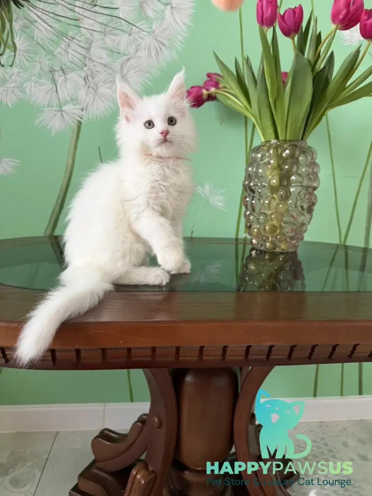 Paul Maine Coon male white live animals