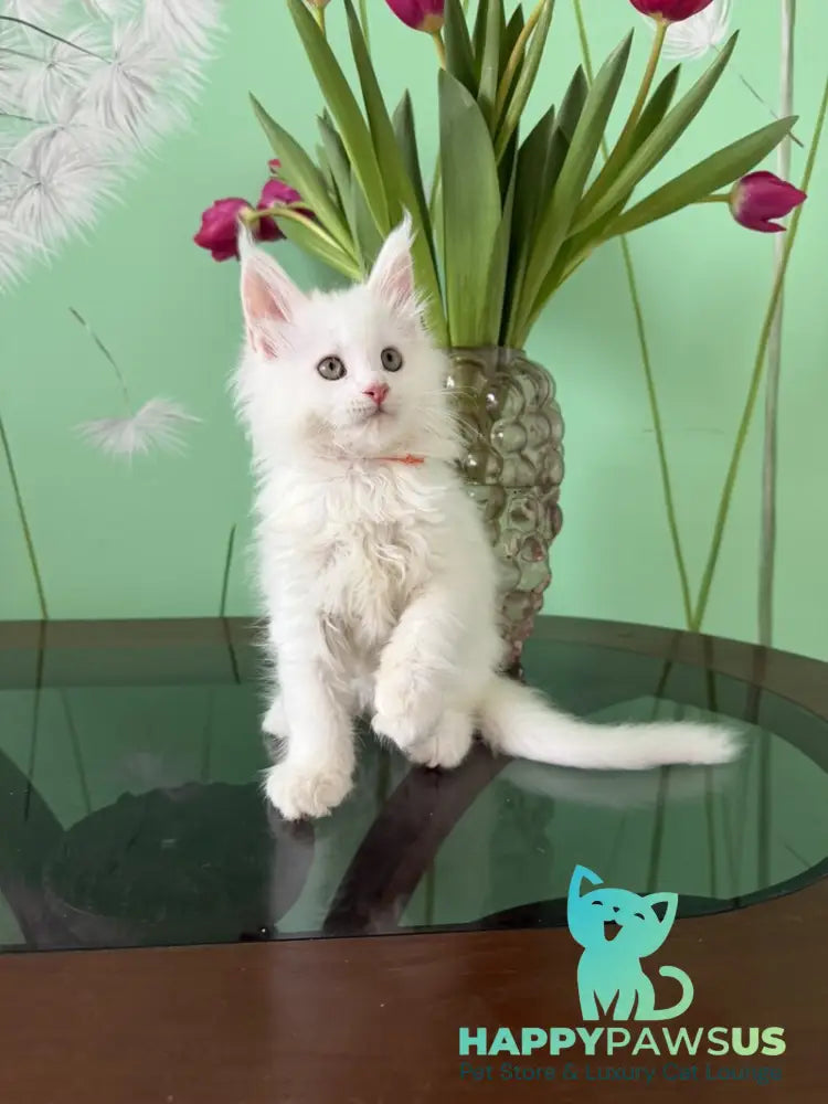 Paul Maine Coon male white live animals