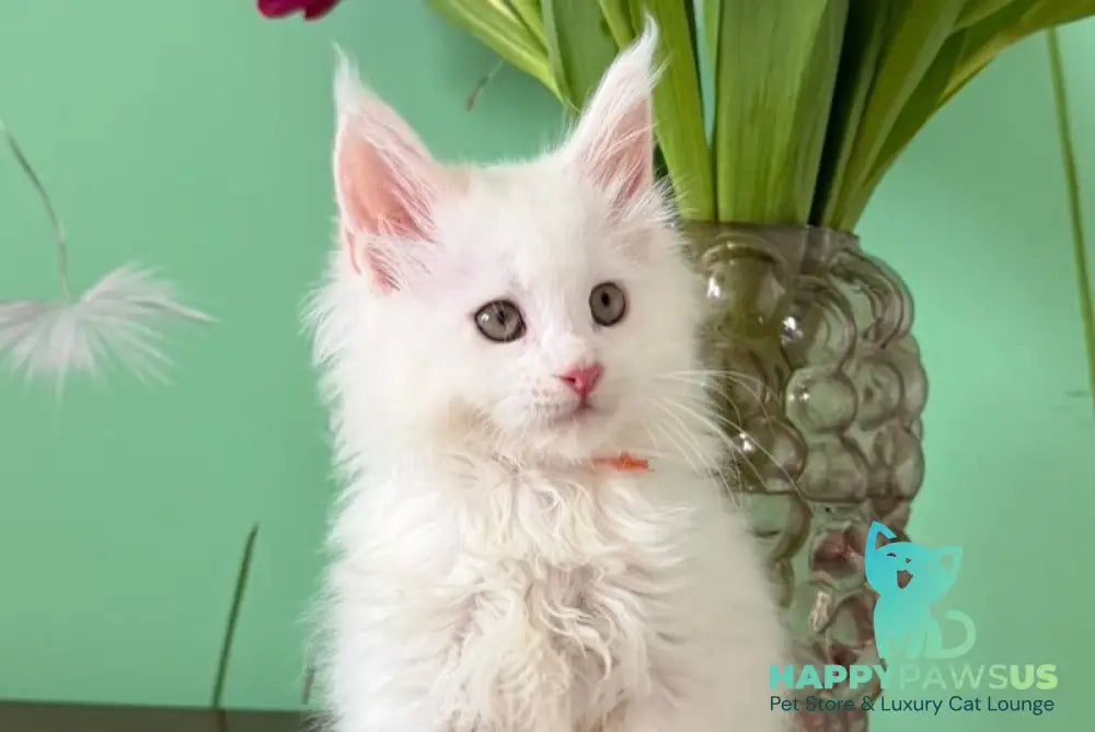 Paul Maine Coon male white live animals