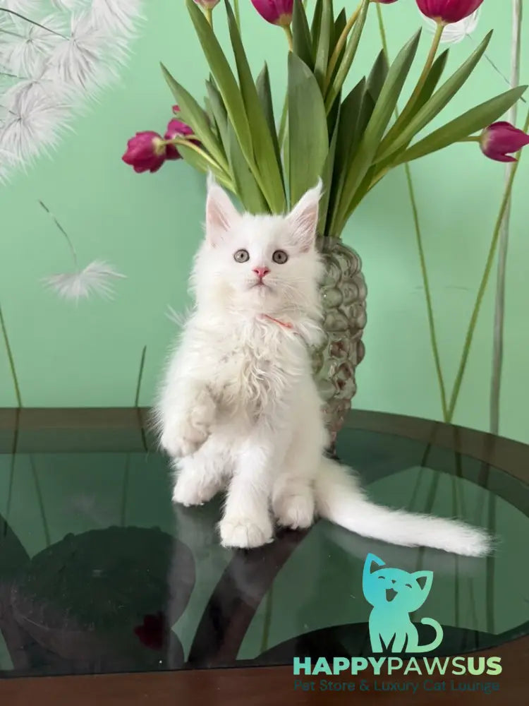 Paul Maine Coon male white live animals
