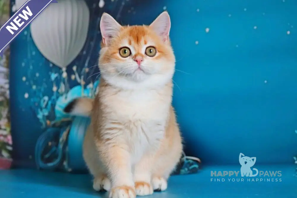 Paula British Shorthair female black golden shaded live animals