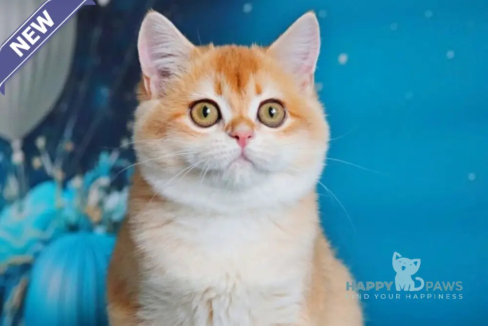 Paula British Shorthair female black golden shaded live animals