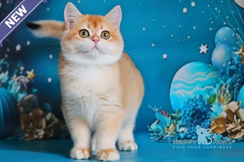 Paula British Shorthair female black golden shaded live animals