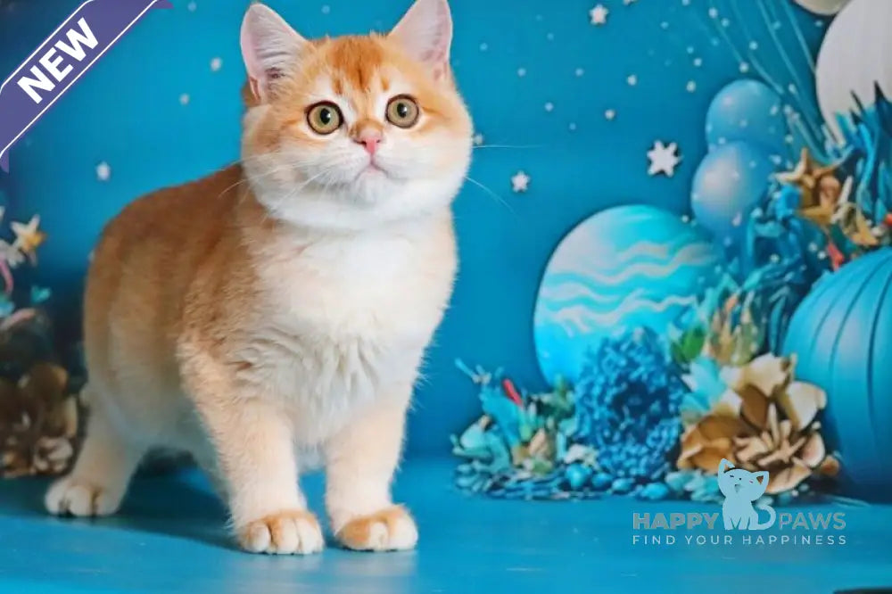 Paula British Shorthair female black golden shaded live animals