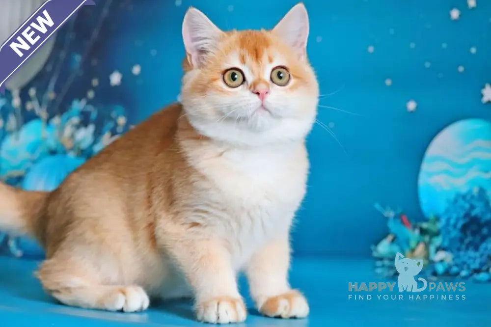 Paula British Shorthair female black golden shaded live animals