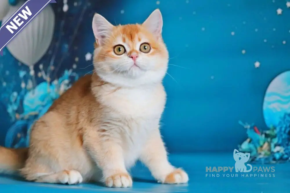 Paula British Shorthair female black golden shaded live animals