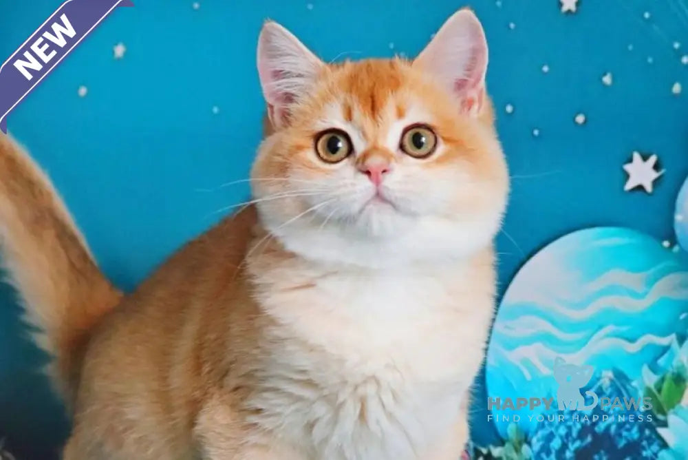Paula British Shorthair female black golden shaded live animals