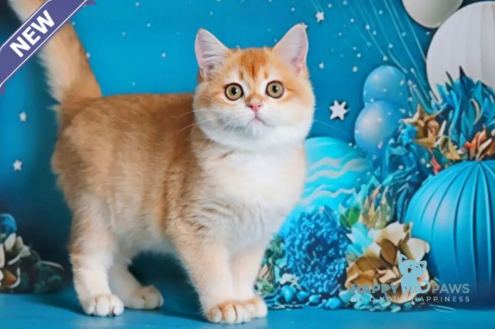 Paula British Shorthair female black golden shaded live animals
