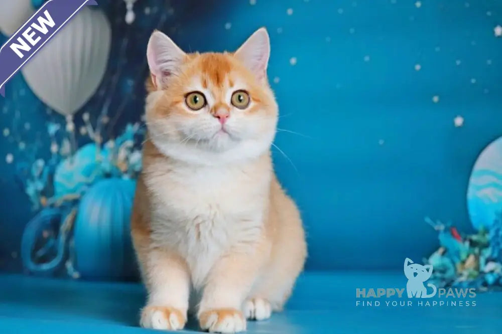 Paula British Shorthair female black golden shaded live animals
