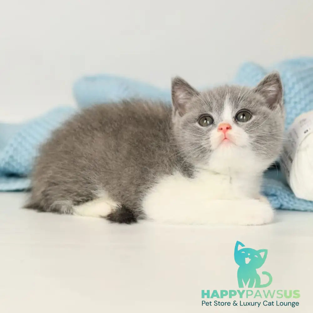 Paula British Shorthair female blue bicolour - live animals