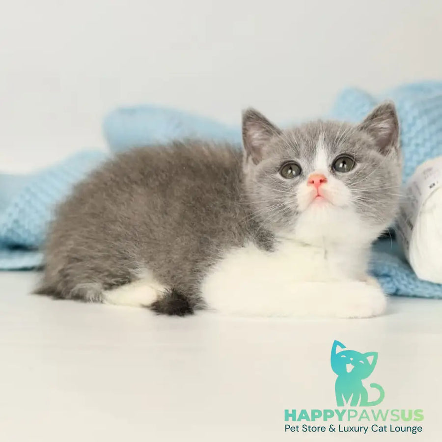 Paula British Shorthair female blue bicolour - live animals