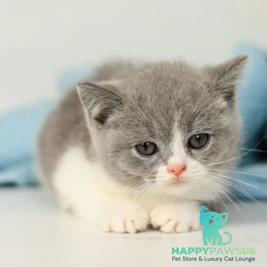 Paula British Shorthair female blue bicolour - live animals