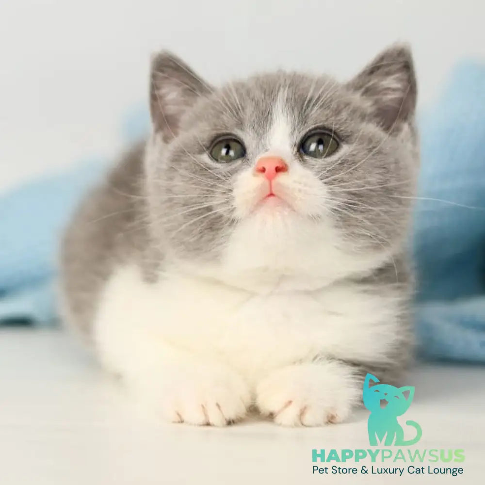 Paula British Shorthair female blue bicolour - live animals